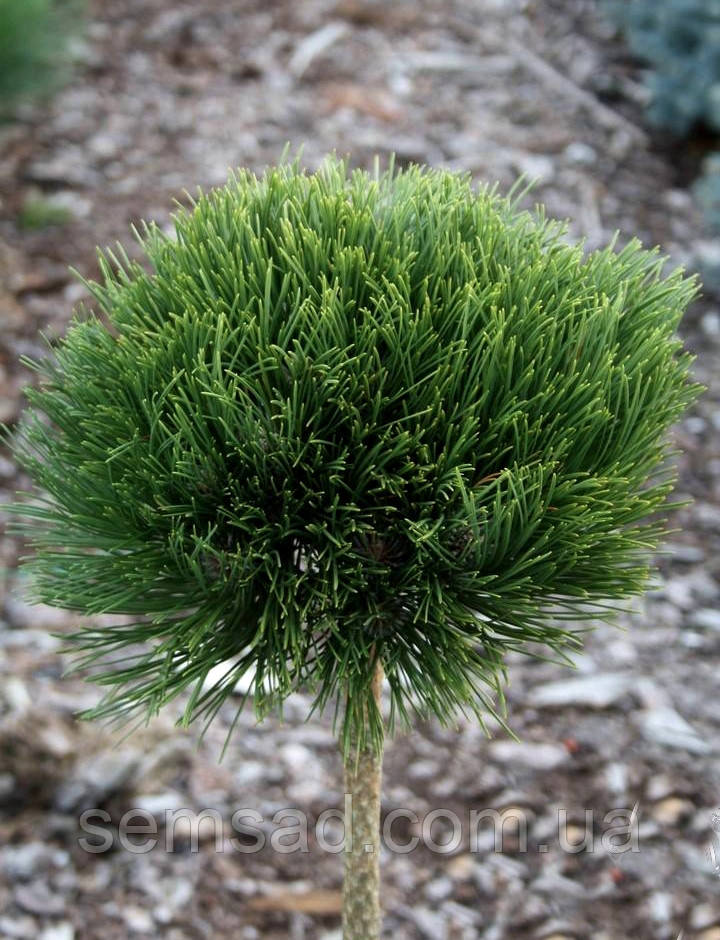 Сосна чорна Брепо  (саджанці 2роки ШТАМБ 50-60см )