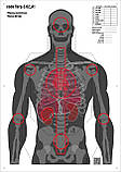 Мішень для стрільби Силует анатомічний з кругами, targ-3.01, формат А1, розмір 594х841мм, фото 7
