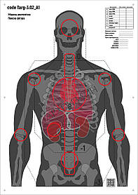 Мішень для стрільби Силует анатомічний з зонами, targ-3.02, формат А1, розмір 594х841мм
