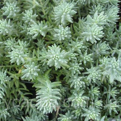 Седум Єверса Нанум 18 (горшик 0,5л), фото 1