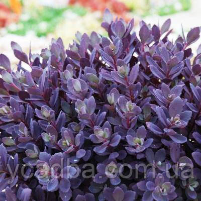 Очиток гібридний Слива засліплююча Plum Dazled 42 (горшик 0,5л), фото 1