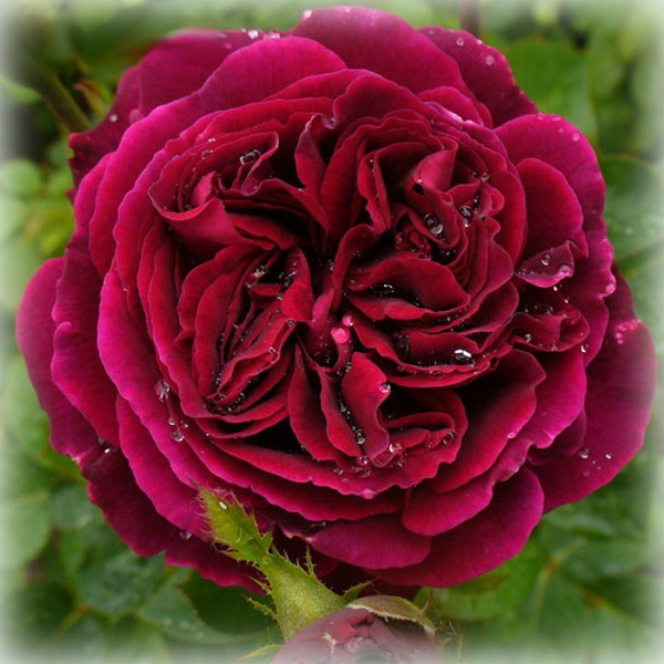 Троянда англійська Фальстаф (Falstaff), фото 1