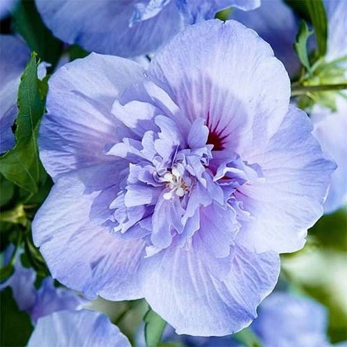 Купить Гибискус сирийский Blue Chiffon (саженцы), цена 145 грн — Prom ...