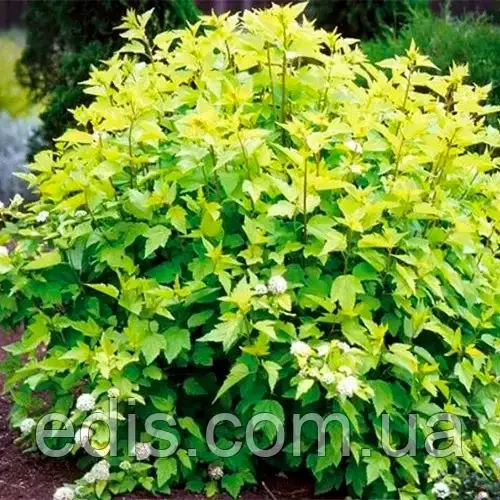 Пузыреплодник головчатый Tilden Park (Тильден Парк) в контейнере 2 л