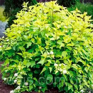 Пузыреплодник головчатый Tilden Park (Тильден Парк) в контейнере 2 л, фото 1