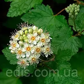 Пузыреплодник головчатый Tilden Park (Тильден Парк) в контейнере 2 л, фото 2