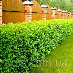 Пузыреплодник головчатый Tilden Park (Тильден Парк) в контейнере 2 л, фото 3