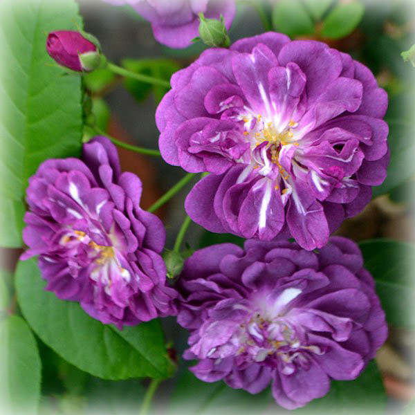 Троянда Перпл Скайлайн (Purple Skyliner), плетиста в контейнері, фото 1