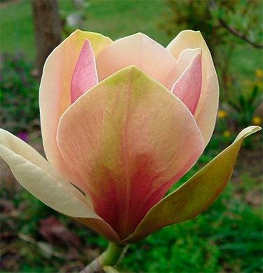 Магнолія на штамбі Вудсмен (170-190 см), фото 1