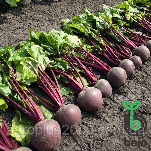 Насіння Буряк столовий Пабло F1, 3 грами Bejo Zaden Агропак