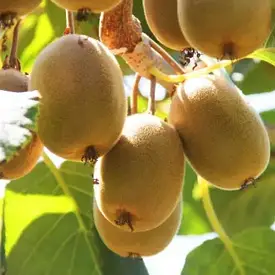 Киви "Монти"