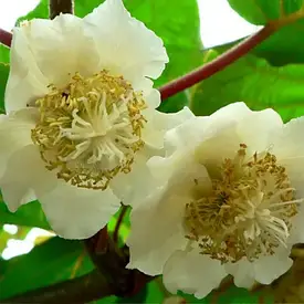 Ківі темно-зелений "Банафія" (Banafia)