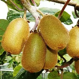 Ківі "Бемоль"