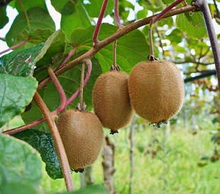 Ківі "Аббот" (високоурожайний сорт)