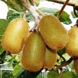 Ківі "Колхідський"