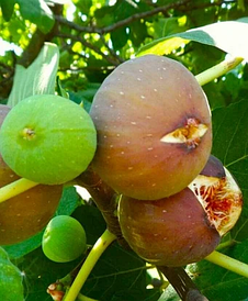 Інжир коричнево-зелений "Голіаф"