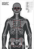 Мішень для стрільби Силует анатомічний з кругами, targ-3.01, формат А1, розмір 594х841мм, фото 8