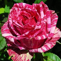 Саженцы роз «Пинк Интуишен» (чайно-гибридных) ЗКС