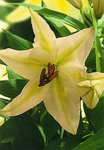 Лілія LA гібрид Freya (Фрея) 1 цибулина 12/14