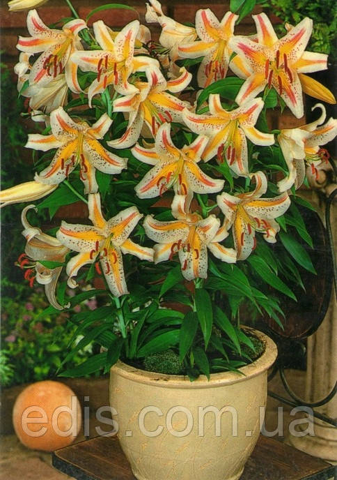 Лілія низькоросла Auratum (Ауратум) 1 цибулина 12/14