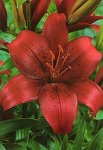 Лілія LA гібрид California (Каліфорнія) 1 цибулина 12/14