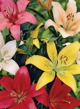 Лілії LA-гібриди суміш 5 цибулин