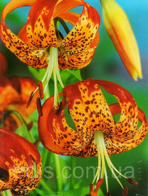 Лілія звисаюча Tigrinum Splendens (Тігрінум Спленденс) 1 цибулина 12/14