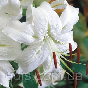 Лілія звисаюча Speciosum Album (Спеціосум Альбум) 1 цибулина 12/14
