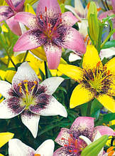 Лілії Tango суміш 5 цибулин