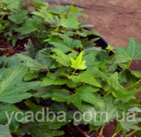 Плющ Зелений п'ятилопатевий 41 (горщик 0,5л), фото 1