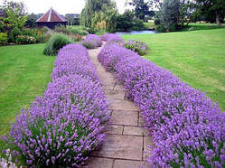 Лаванда Hidcote