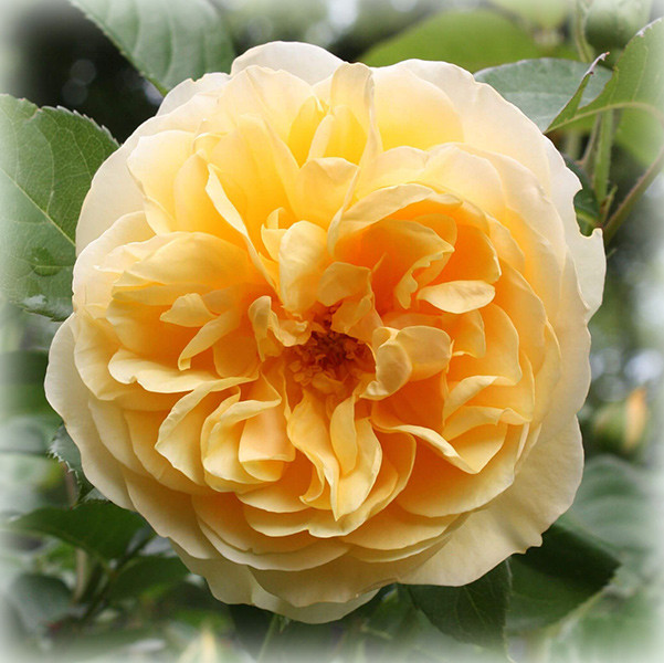 Троянда Грехем Томас (Graham Thomas), англійська в контейнері, фото 1