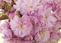 3D Большие розовые цветы фотообои 368х254 см Цветение сакуры (13282P8) Клей в подарок