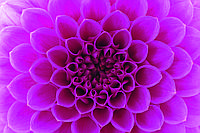 Фотообои флизелиновые 3D Цветы 375х250 см Розовый георгин (MS-5-0132) Клей в подарок