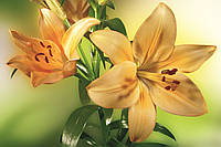 Фотообои флизелиновые 3D Цветы 375х250 см Желтые лилии (MS-5-0139) Клей в подарок