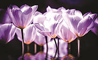 Фотообои в гостиную с камином 368x254 см Цветы - Фиолетовые тюльпаны 1104P8 Клей в подарок