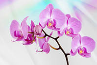 Флизелиновые 3 д фото обои в спальню цветы 416x254 см Розовая орхидея (116VEXXXL) Клей в подарок
