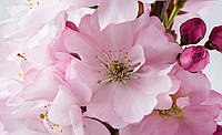 Зал фотообои 368х254 см Большие розовые цветы сакуры (8-020P8) Клей в подарок