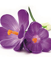 Фотообои флизелиновые 3D Цветы 225х250 см Цветок крокуса (MS-3-0144) Клей в подарок