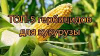 Как сберечь растение и уничтожить сорняки - выбираем гербициды для кукурузы