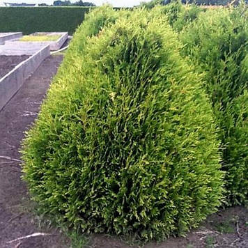 Туя складчата Бібі (горщик 0,5л)