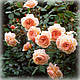 Троянда англійська Э Шропшир Лэд (A Shropshire Lad), фото 3