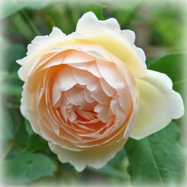 Троянда англійська Воллертон Олд Холл (Wollerton Old Hall), фото 1