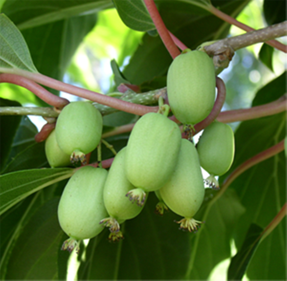 Актинідія "Ківська" гібридна (закритий корінь, фото 1