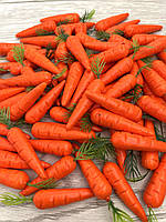 Штучна морква.Муляж моркви (міні), фото 6