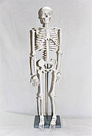 Скелет человека 45 см
