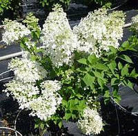 Гортензия метельчатая Дентель де Горрон, С3 / Hydrangea paniculata Dentelle de Gorron, Rencri