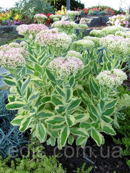 Седум вишуканий гібридний (Очіток) Elsie's Gold (Елсіс Голд)