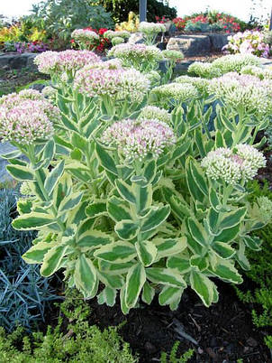 Седум вишуканий гібридний (Очіток) Elsie's Gold (Елсіс Голд), фото 1