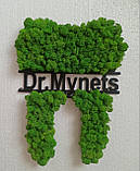 Декор в стоматологію, логотип стоматолога/стоматології. Зуб-лого з моху в стоматологію на стіну 30 см - 1 м, фото 9